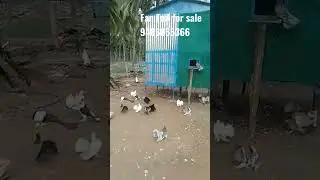 Indian Fantail for sale #Pelion #forsale #birds #shorts #ytshorts #crazy #love #pets #weekend #sale