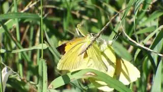 Sleepy Orange (Abaeis nicippe) - Mating Harassment