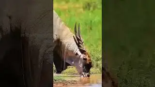 African Tribal Hunters Spot an Animal Drinking at the River | Instant Arrow Shot.#shorts #hunting