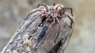 🕷 Banded Tunnel Web Spider 🕸