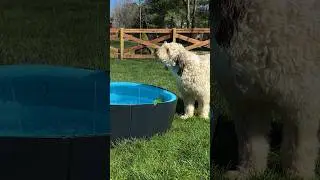 Splash Dog Pool Rywell #shortvideo #unboxingvideo #dogpool #splash