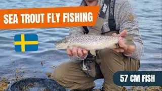 Stor Havs&ouml;ring p&aring; Fluga p&aring; V&auml;stkusten 2022