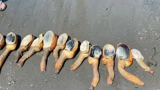 Geoduck digging at puget sound Washington