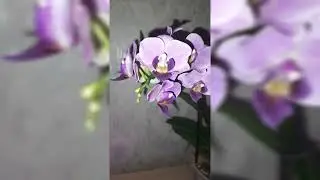 На сломаном цветоносе проснулись спящие почки