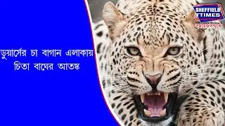 Jalpaiguri:- Leopard terror in Dooars tea garden area