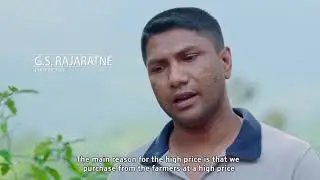 Pabasara Kithul