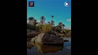 ستفكر في زيارة النعامة بعد هذا الفيديو