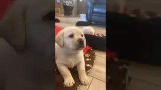 Salman Khan's Dog // Cute puppy #dog #puppy #salmankhan // Salman Khan #shortvideo #bollywood #viral