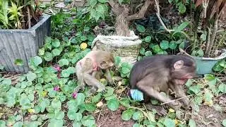 Cutest Monkey Friendship Ever! #monkeylove #monkeyvideo #monkeychallenge #babymonkey