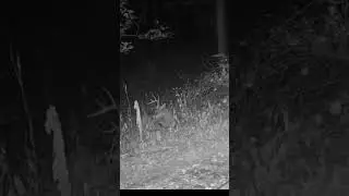 This buck was tired. Watch him fall asleep! #deer #sleep #fallingasleep