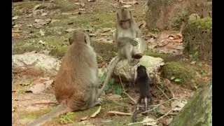 Monkey Ellis And Jane Family  in Amber Group,April 11,2022/U-Share Mk441