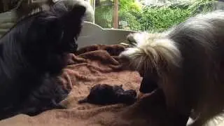 CHIOT SPITZ Allemand - Naissance - Dog GoPro HD