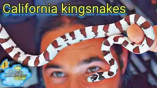 My Snake Collection 2023, Shipping out Snakes and Upgrading bins.