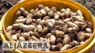 Haiti&rsquo;s peanut farmers oppose US donation