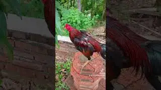 #channuoiga #ayam #channuoi #ganoi