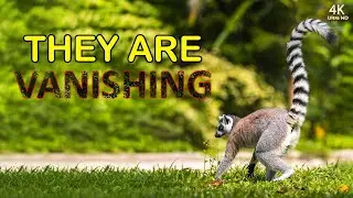 The Lemur's Secret: Ghost of Madagascar