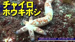 【 チャイロホウキボシ 】分裂して増える海の星  Ophidiaster cribrarius