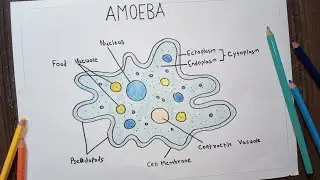 Amoeba Diagram | How To Draw Amoeba | Label Diagram Amoeba