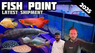 Fish Point: Latest Imported Fish Shipment And Fish Prices (February 2025) - Imran's World