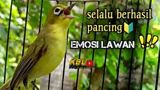 CIAK CIAK JOSS KECIAL KUNING AMPUH||PANCINGAN KECIAL MALAS BUNYI||