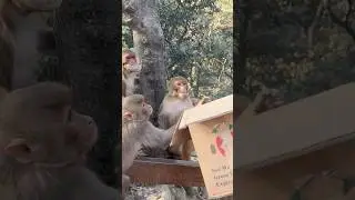 Hungry money #animals #monkey #monkyvideo #help #monkeyvideo #sahayognepal