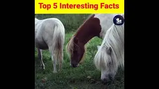 Top 5 Interesting Facts 2023 |#shorts #informativeseason #facts