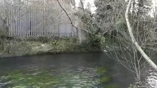 Dace From a Very Shallow Stretch of River