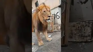 lurking lion & Panther pounce in kondhwa #lurkinglion#pantherpounce#youtubeshorts #shortsvideo
