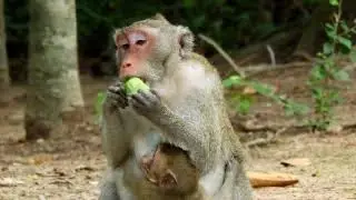 Amazing Janet! Janet Monkey Today, JANET & Jane Looks really enjoy