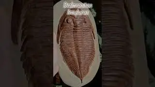 F&oacute;ssil de Trilobita - Dalmanites limulurus