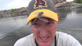 Dragonfly Whisperer