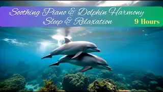 GrantWish - Dolphin Harmony | 9 Hour 528Hz Piano & Ocean 🐬| Zen Yoga & Deep Sleep