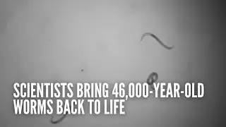 Scientists bring 46,000-year-old worms back to life