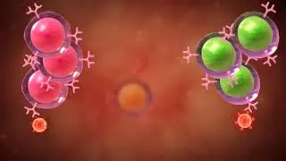 clonal selection
