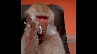 monkey phone call