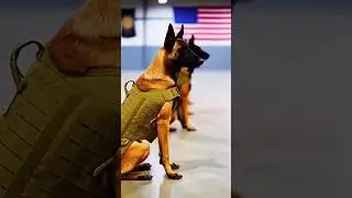 US Military K9 Unit 🐕&zwj;🦺🇺🇸 #Shorts #USMilitary #K9