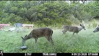 Best Trail Cam Moments from the Backyard- Simply Amazing! #backyardtrailcammoments
