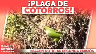 ¡Plaga de cotorros en Guadalajara! | Noticias GDL con Carolina Martínez