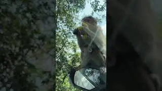 #babymonkey #shorts #funny