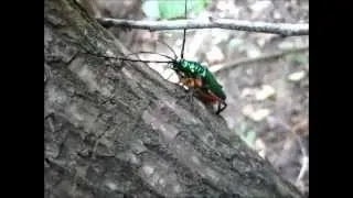 Bumelia borer (Plinthocoelium suaveolens plicatum)