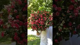 25 кустовых роз Фаерворкс 🌹SPBROZA.RU #цветы #flowers #доставка #розы #букет