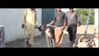 DERA Gujjar Pind Beautiful Village Chak 217 GB Samundri ,  Faisalabad ,سوہنا پنڈ 217 گ ب سمندری ,