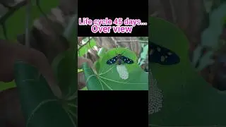 Moth life cycle..#shorts #nature #art #garden