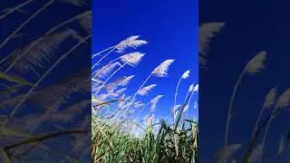 Second-generation biofuels | Wikipedia audio article