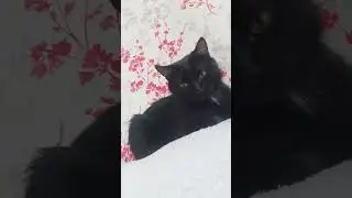 ❤️❤️❤️Смешной котенок и щенок 🐈‍⬛🐕🦮🥰🐶🐱#happy #cat #смешные #love #kitten #catlover #кот #топ #pets