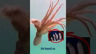 Octopus FUN FACT! #quicklearning #shorteducationalclips #shorteducationalvideos