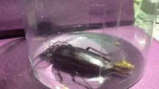 Ovipositor