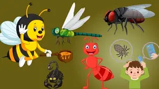 08 Insect Name In English With Picture ! Chitr Ke Saath Angrejee Mein Keet Ka  Naam !