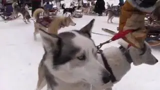 Dog Sledding with Winterdance Dogsled Tours