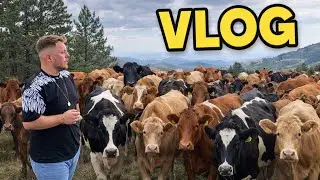 KENDİ İŞİNİN PATRONU OLMAK~HAYVANLARIN BAKIMI 1 SAAT~günlük işler 